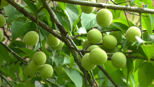 Xây dựng vùng trồng mơ vàng đảm bảo ATTP